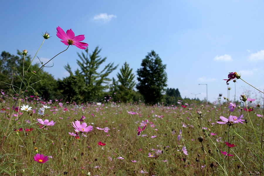 field-of-flowers