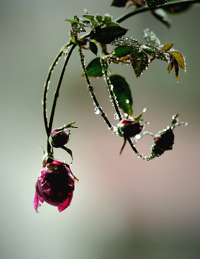 Close up aesthetic photography of a deep pink rose bud hanging down with crystal clear water drops