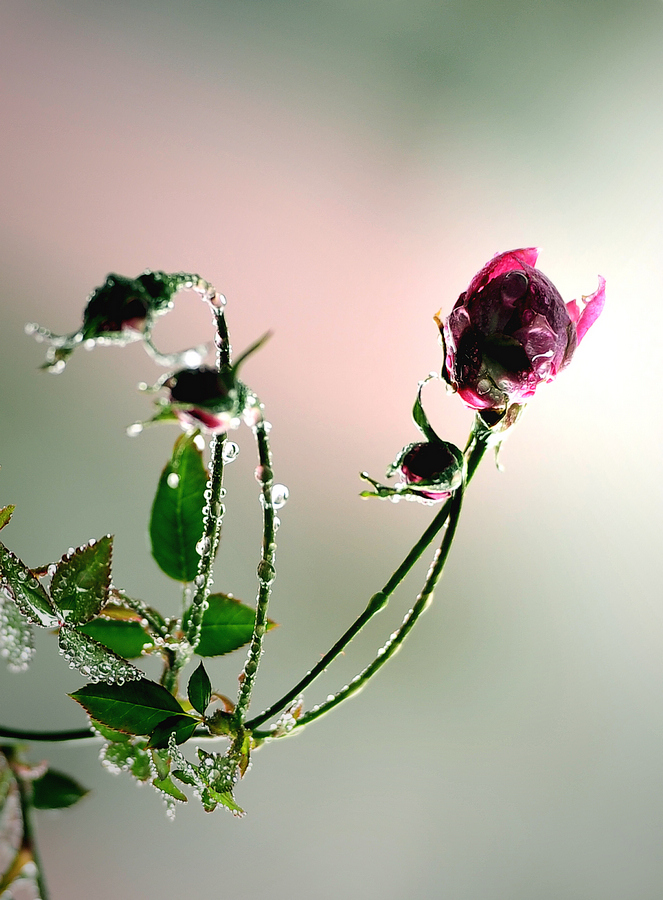 Minimalist macro shot of a blooming pink rose coated in fresh morning dew against a soft pink backdrop