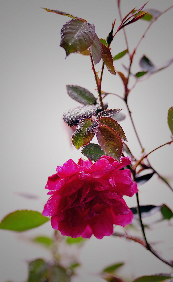 Elegant close up of a bright magenta rose flower with sparkling rain drops on leaves and petals