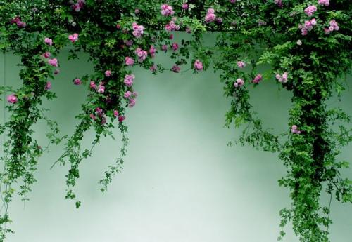Aesthetic minimalist climbing pink roses hanging like a curtain over a soft sage green wall
