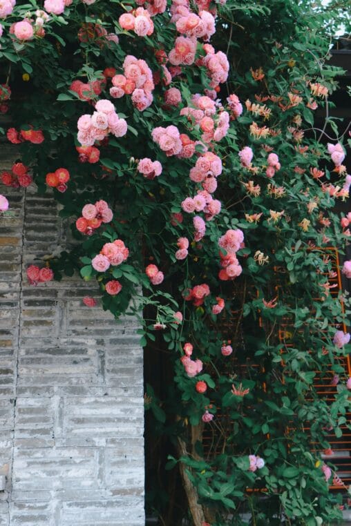 Vibrant pink climbing roses overflowing on an ancient red brick wall