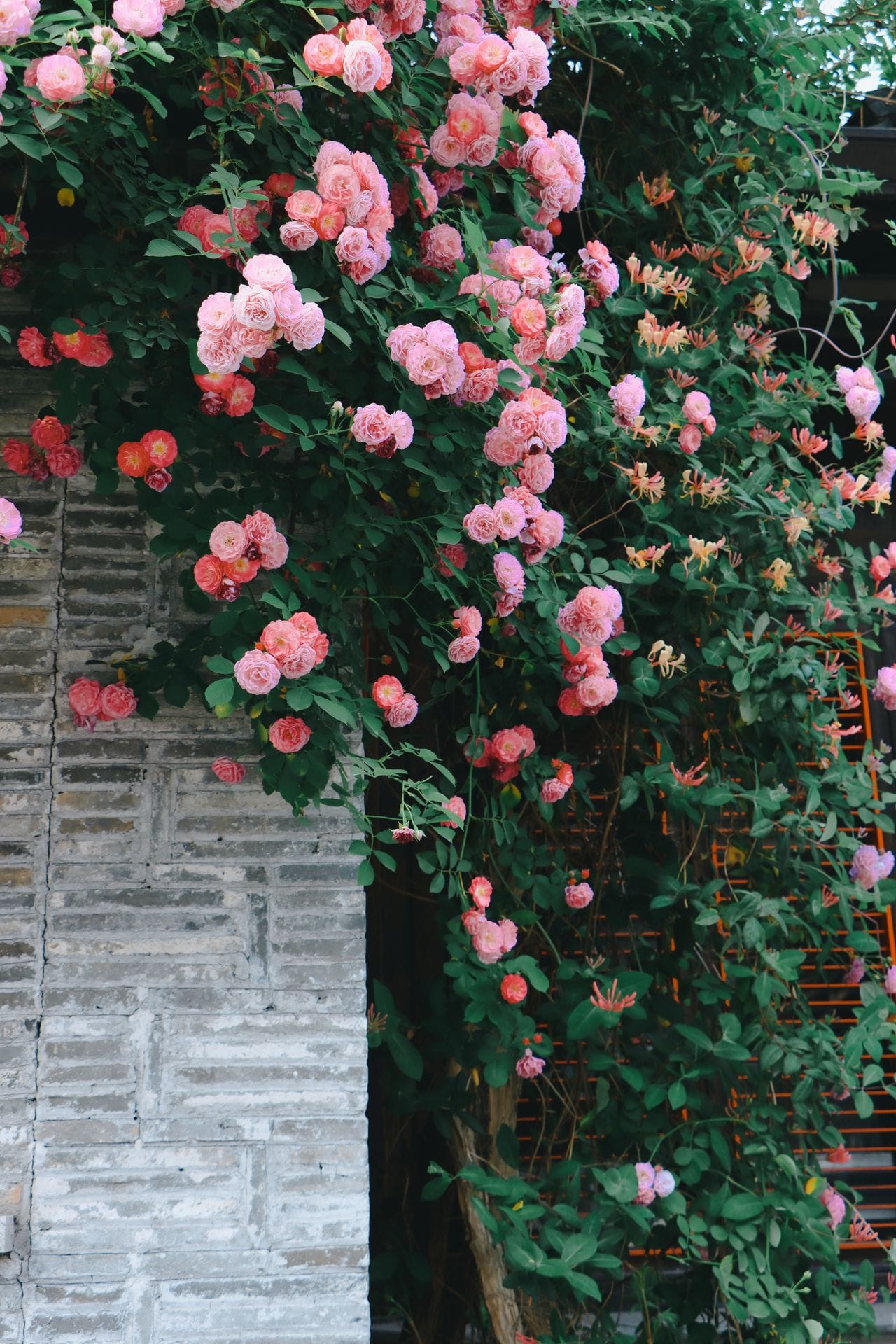 Pink climbing roses spilling over an old red brick wall