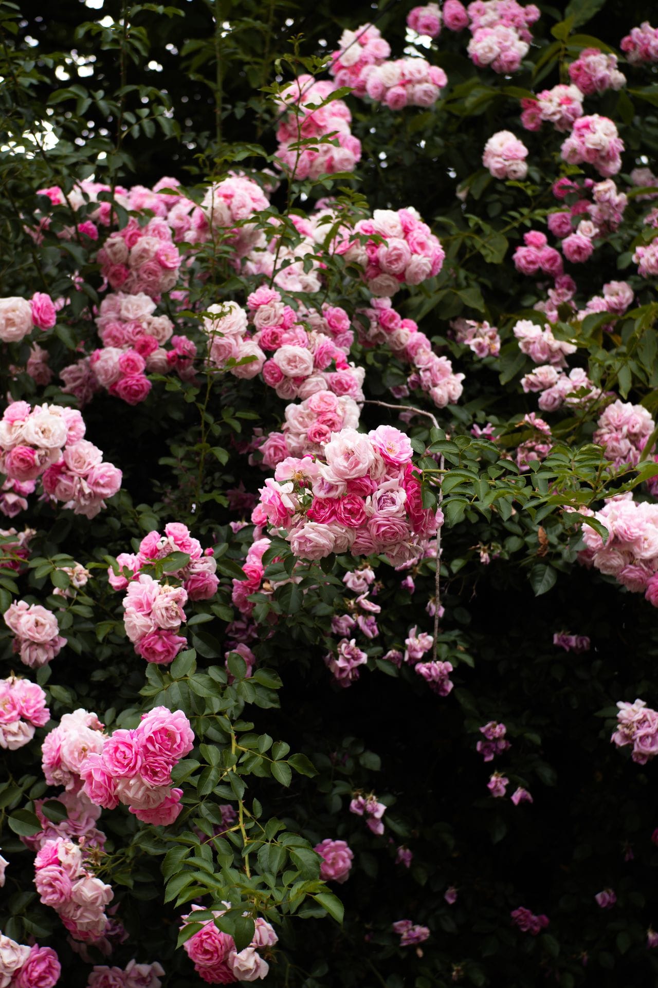 Dense cluster of pink climbing roses in full bloom