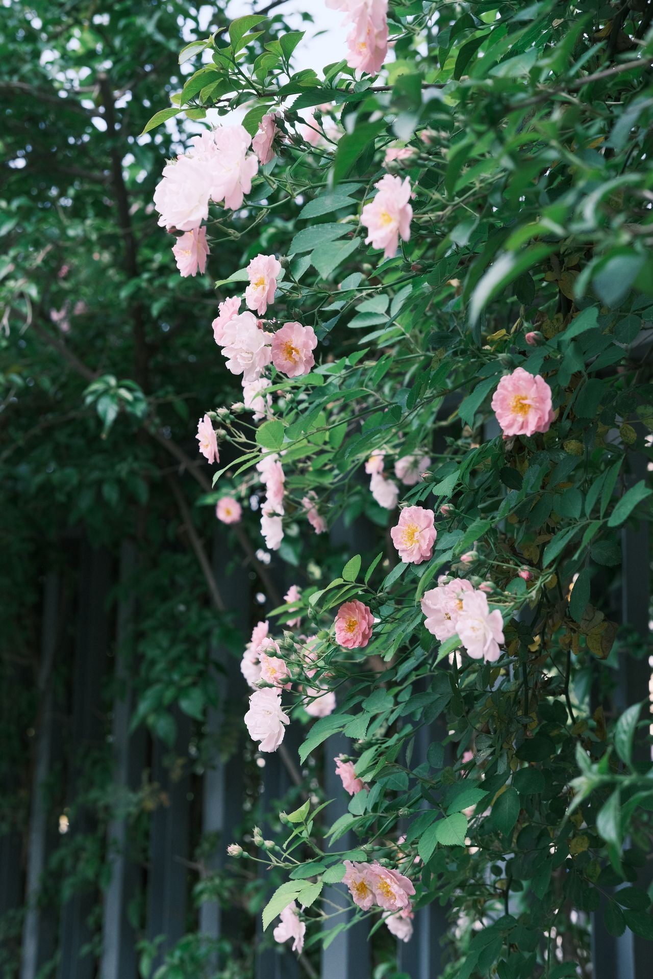 Soft pink roses growing along a fence in soft natural light