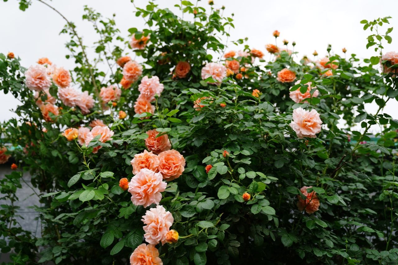 Warm apricot orange climbing roses blooming against cloudy sky