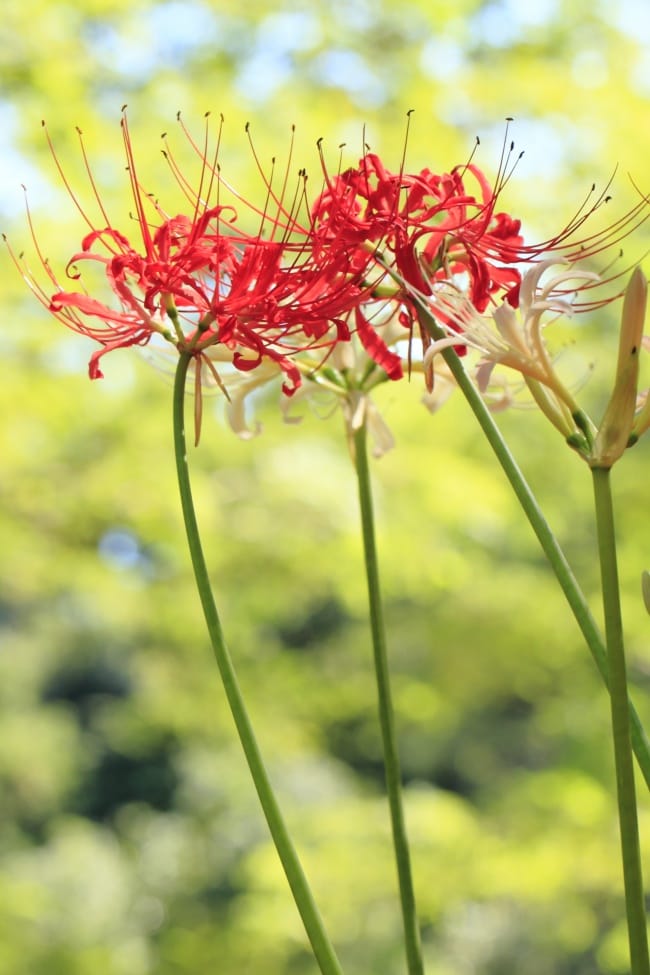 Red spider lily with pale white companion blooms against soft blurred green foliage