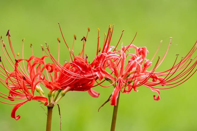 Close-up shot of bright red spider lily blooms with twisted thin petals on green background