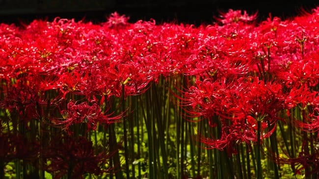 Dense field of countless red spider lilies in full bloom under dappled light
