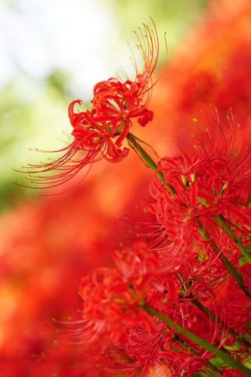 Vibrant red spider lily flower cluster with soft warm blurred bokeh background