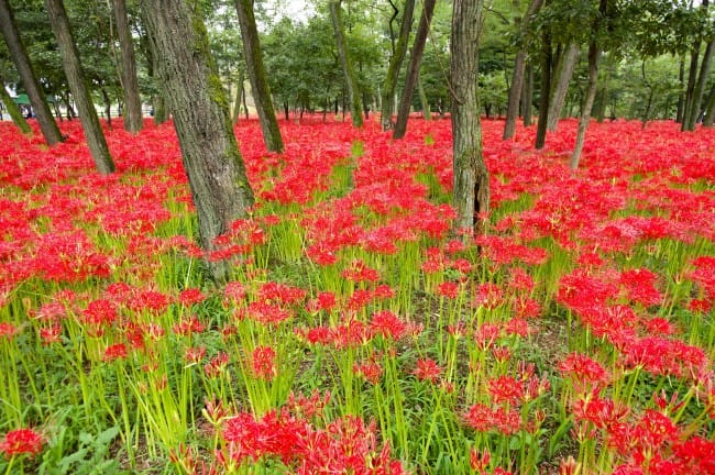 Wide woodland scene with red spider lilies carpeting the ground between tall tree trunks