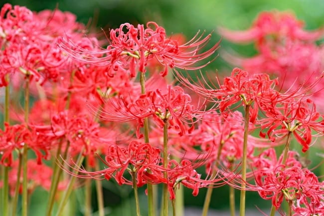 Group of red spider lily flowers standing upright with twisting crimson petals