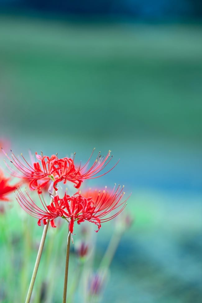 Two red spider lily flowers on thin stems against soft teal blurred background