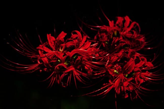 Dramatic dark shot of glowing red spider lilies against pure black background