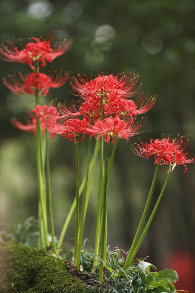 Tall red spider lily stalks growing from mossy ground in shaded woodland